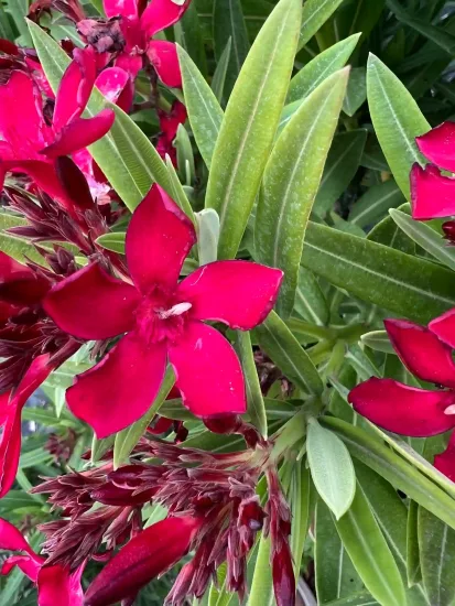 Laurier rose 'N° 18' (Nerium oleander) — grappes de fleurs rouges et feuillage allongé
