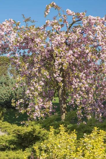 Cerisier du japon 'Kiku shidare zakura'