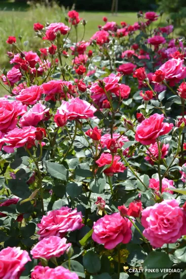 Rosier 'Crazy pink voluptia'