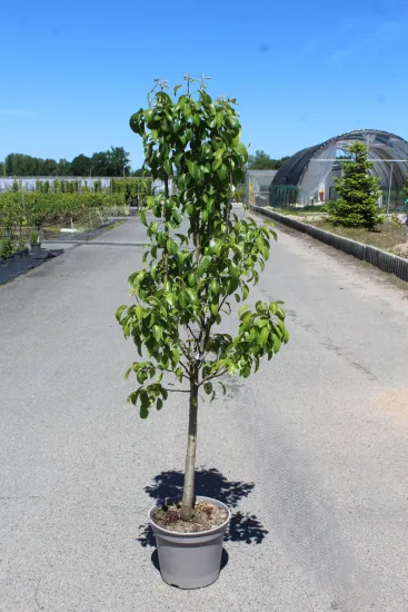 Poirier 'Louise bonne' — Pot 12L Gobelet