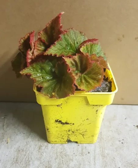 Bégonia parfumée 'Pink delight'