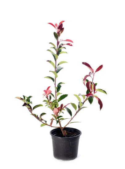Photinia 'Magical volcano'