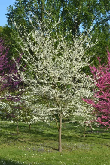 Gainier du canada 'Royal white'