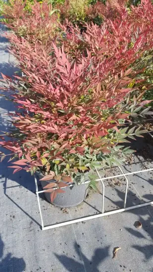 Bambou sacré 'Obsession seika' (Nandina domestica) — arbuste dense aux feuilles étroites rouges et vertes · Pot 3L Touffe