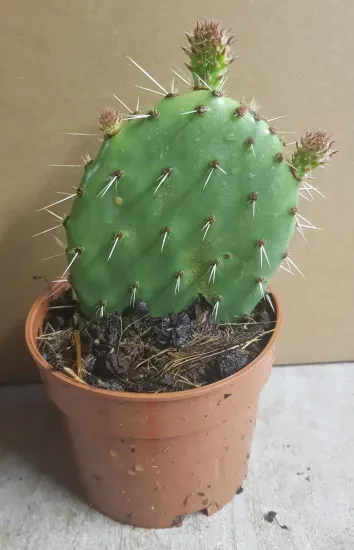 Oponce du littoral (Opuntia littoralis) — raquette de cactus épineuse en pot plastique · Godet