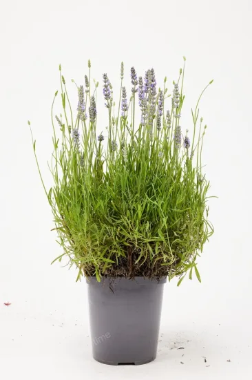 Lavande officinale
