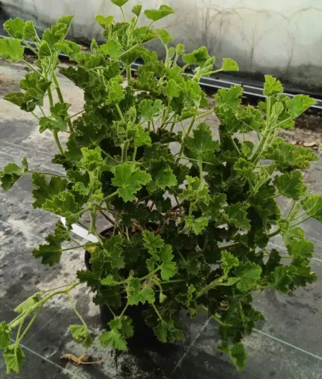 Géranium au parfum de cola 'Cola bottles' (Pelargonium nervosum) — grand plant vert dense en pot de pépinière · Pot 3L