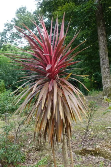 Cordyline 'Charlie boy'