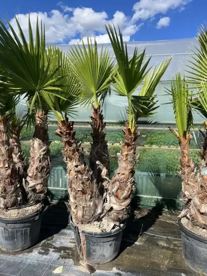 Washingtonia 'Filifera' — Pot 150L