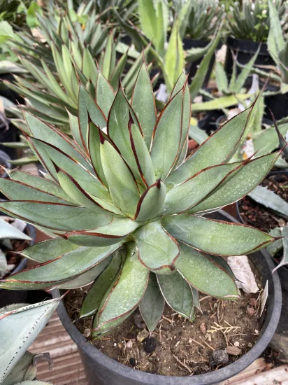 Agave red edge — Pot 5L