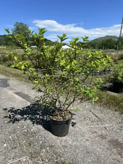 Hortensia paniculé 'Diamant rouge' — Pot 10L