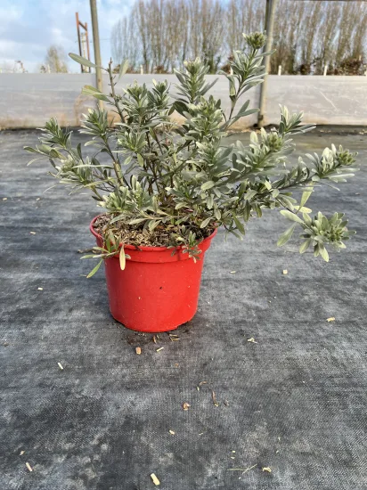 Liseron argenté — Pot 3L