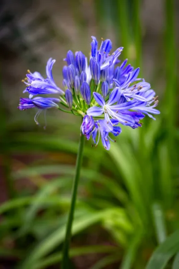 Agapanthe africaine bleue 'Peter Pan'