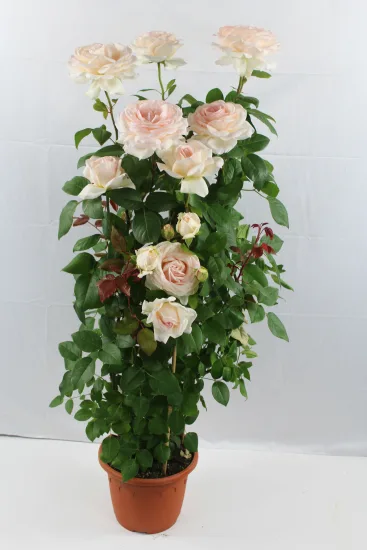 Rosier 'Pierre de ronsard ' — Pot 6L