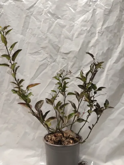 Morelle faux jasmin 'Album' — Pot 1L
