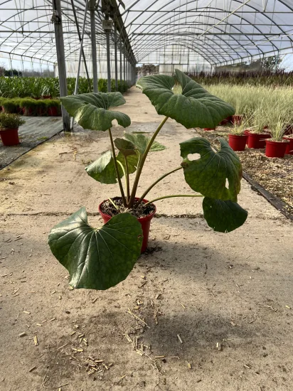 Farfugium 'Arctic jungle'' — Pot 4L