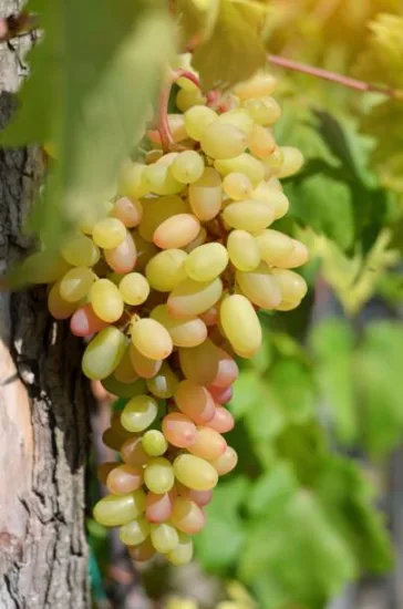 Vigne 'De table dattier de beyrouth'