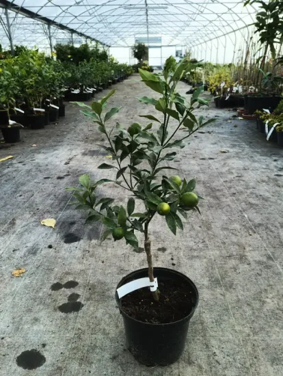 Kumquattier rond 'Meiwa' (Citrus fortunella) — jeune agrume en pot avec fruits verts · Pot 5L Touffe