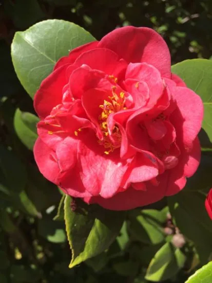 Camélia du japon 'Gay time rose'