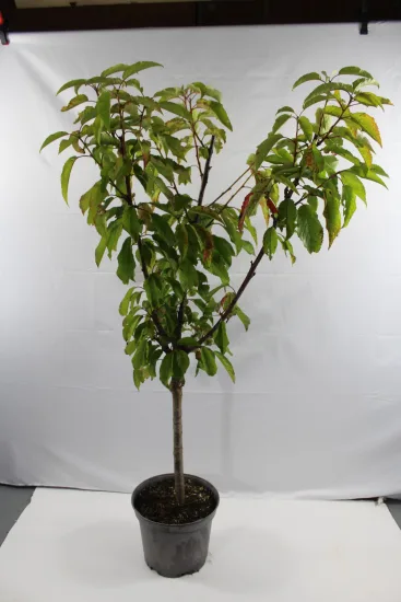 Cerisier 'Hedelfingen' — Pot 7.5L Gobelet