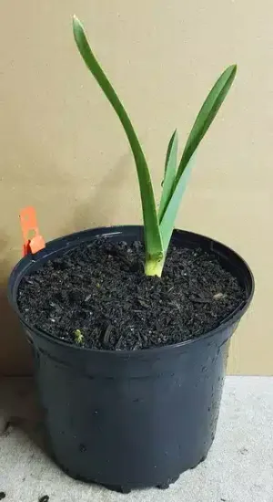 Ail d'ornement 'Ampeloprasum' — Pot 2.5L