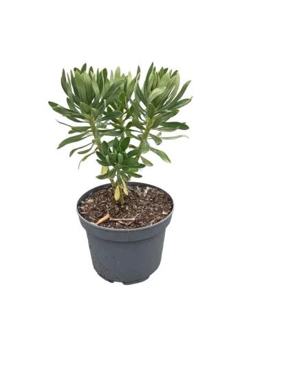 Euphorbia characias 'wulfenii'