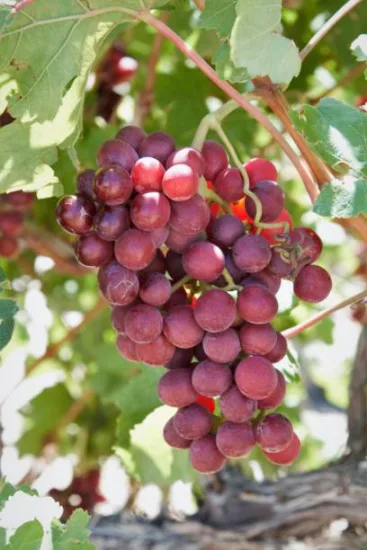 Vigne 'De table cardinal'