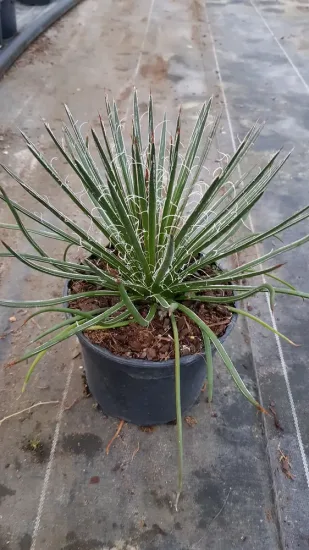 Agave geminiflora — rosette de feuilles étroites avec filaments blancs · Pot 2.5L
