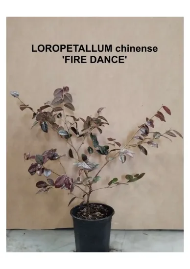 Loropétale de Chine  'Fire Dance' — Pot 1L