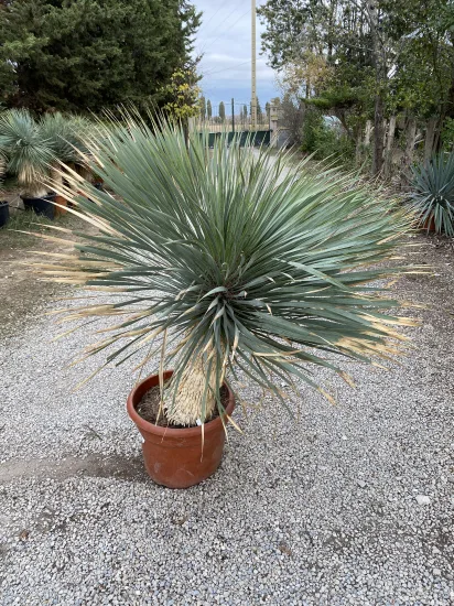 Yucca Rostrata — Pot 30L