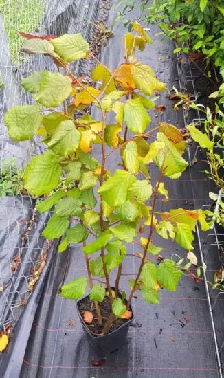 Noisetier pourpre 'Purpurea' (Corylus maxima) — jeune arbuste caduc vert en pot de pépinière · Pot 2.5L Touffe