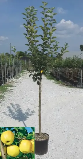 Pommier golden delicious — jeune arbre dressé sur allée gravillonnée de pépinière · Pot 18L