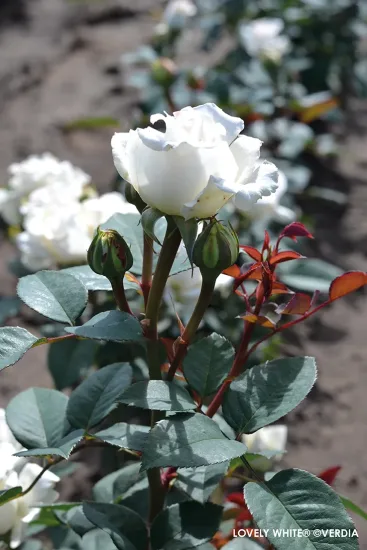 Rosier 'Lovely white voluptia'
