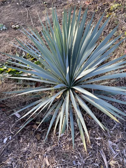 Yucca 'French flag' — Pot 10L