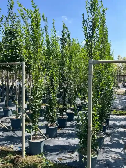 Charme commun 'Fastigiata ramifie' (Carpinus betulus) — alignement de jeunes arbres dressés en pots · Pot 30L Baliveau