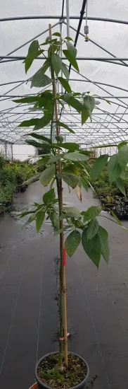Avocatier race mexicaine 'Zutano' (Persea americana) — jeune arbre feuillu tuteuré dans serre de pépinière · Pot 25L Baliveau