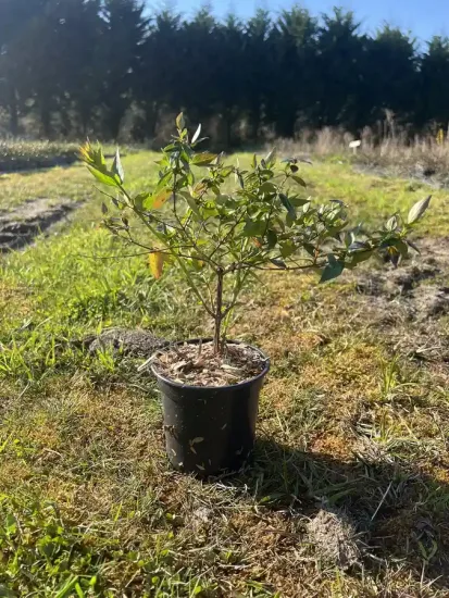 Abélia 'Edward goucher' — Pot 1L