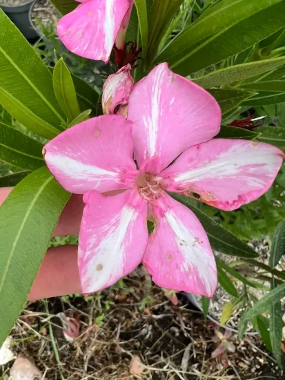 Laurier rose 'Simie' (Nerium oleander) — photo 2