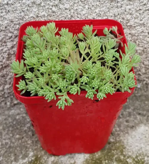 Orpin d'espagne 'Minus' (Sedum hispanicum) — jeune plante succulente verte en pot rouge · Godet