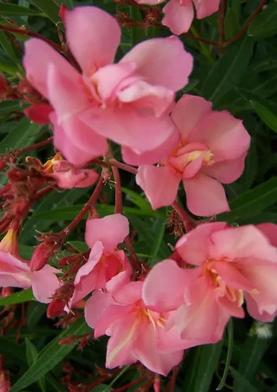 Laurier rose 'Rosario'
