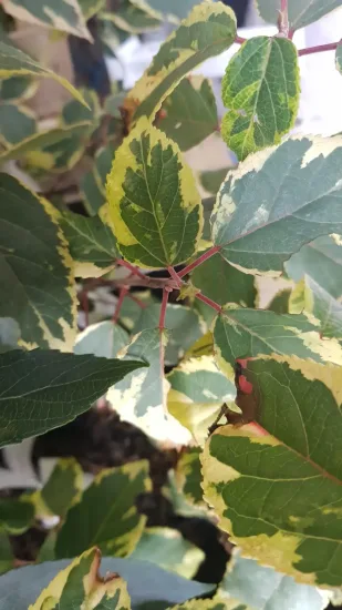 Baie de maqui 'Variegata'
