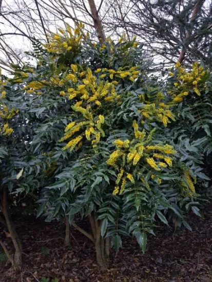Mahonia 'Winter sun'
