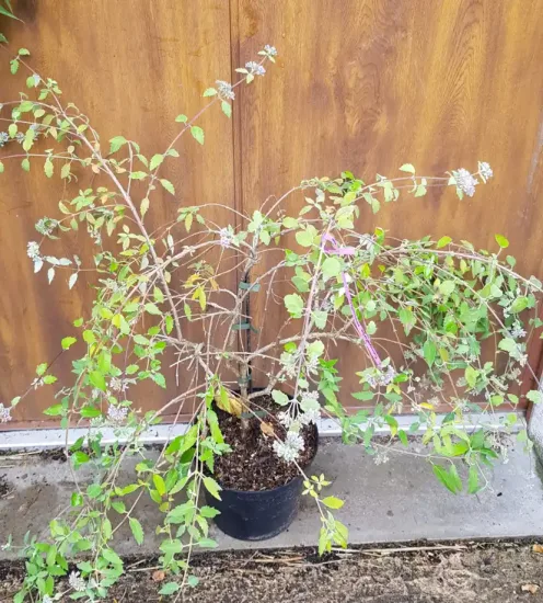 Caryopteris mongholica — arbuste ramifié clairsemé en pot noir devant cloison · Pot 6L Touffe
