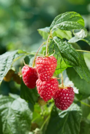 Framboisier 'Summer chef'