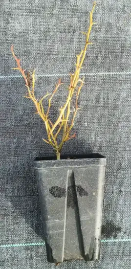 Orange trifoliée naine 'Flying dragon' (Poncirus trifoliata) — jeune plant épineux sans feuilles dans pot noir · Godet