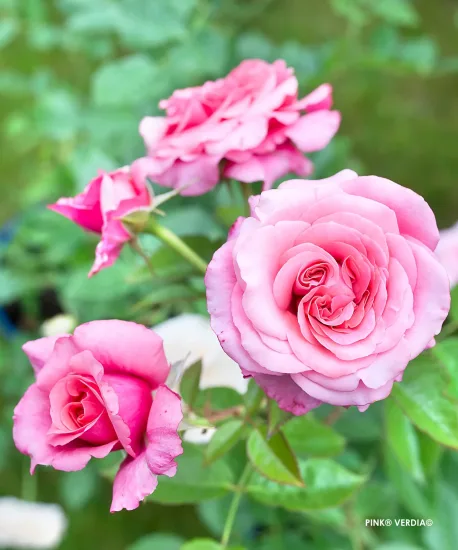 Rosier 'Pink voluptia '