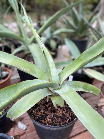 Agave vilmoriana — Pot 5L