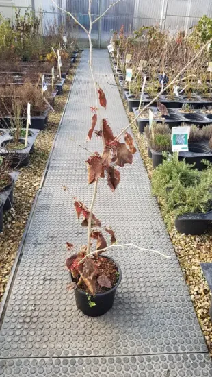 Hamamélis de chine 'Diane' (Hamamelis mollis) — jeune arbuste caduc en pot sur allée · Pot 3L