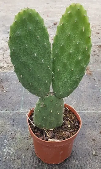 Oponce tomenteuse (Opuntia tomentosa) — cactus à cladodes dressées en pot plastique