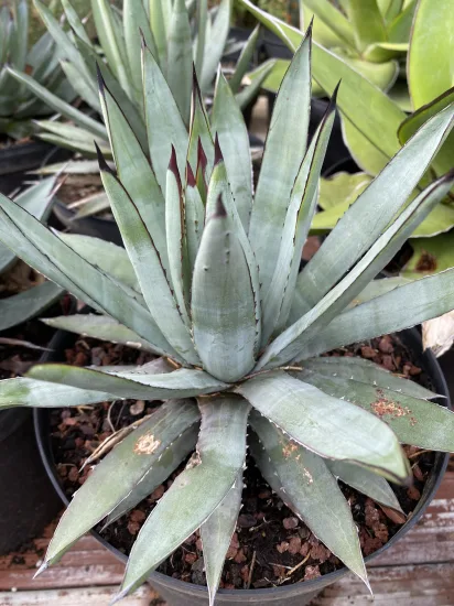 Agave blue emperor — Pot 5L